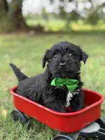 Green, a male Scottish Terrier and West Highland White Terrier for sale in Paducah, KY – 5 of 7