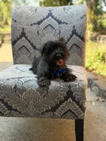 Riley, a male Scottish Terrier and West Highland White Terrier for sale in Paducah, KY – 2 of 10