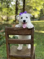 Regina , a female Scottish Terrier and West Highland White Terrier for sale in Paducah, KY – 5 of 10