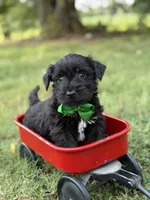 Green, a male Scottish Terrier and West Highland White Terrier for sale in Paducah, KY – 4 of 7