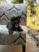 Riley, a male Scottish Terrier and West Highland White Terrier for sale in Paducah, KY – 4 of 10