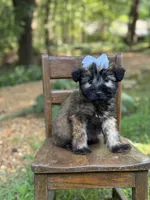 AKC Sylvia , a female Soft Coated Wheaten Terrier for sale in Paducah, KY – 10 of 10