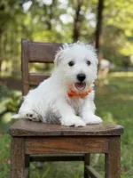 Polar, a male Scottish Terrier and West Highland White Terrier for sale in Paducah, KY – 6 of 10