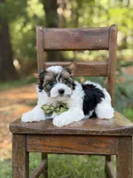 Maddox, a male Yorkshire Terrier and Biewer for sale in Paducah, KY – 3 of 8