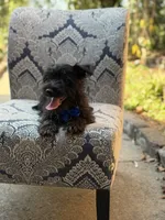 Riley, a male Scottish Terrier and West Highland White Terrier for sale in Paducah, KY – 7 of 10