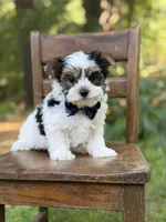 Maxwell, a male Yorkshire Terrier and Biewer for sale in Paducah, KY – 7 of 10