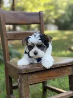 Maxwell, a male Yorkshire Terrier and Biewer for sale in Paducah, KY – 8 of 10