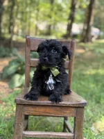 Ripley , a male Scottish Terrier and West Highland White Terrier for sale in Paducah, KY – 8 of 9