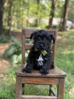 Ripley , a male Scottish Terrier and West Highland White Terrier for sale in Paducah, KY – 4 of 9