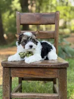 Maddox, a male Yorkshire Terrier and Biewer for sale in Paducah, KY – 2 of 8