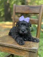 Purple, a female Scottish Terrier and West Highland White Terrier for sale in Paducah, KY – 9 of 10