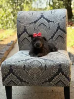 Cora, a female Scottish Terrier and West Highland White Terrier for sale in Paducah, KY – 3 of 10