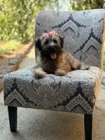 AKC Sophie, a female Soft Coated Wheaten Terrier for sale in Paducah, KY – 6 of 10