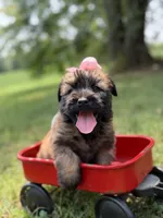 AKC Sophie, a female Soft Coated Wheaten Terrier for sale in Paducah, KY – 8 of 10