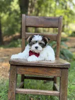 Mason, a male Yorkshire Terrier and Biewer for sale in Paducah, KY – 2 of 10