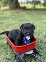 Blue , a male Scottish Terrier and West Highland White Terrier for sale in Paducah, KY – 4 of 7