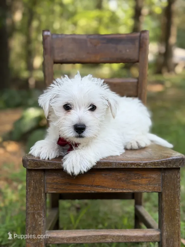 Ringo – Scottish Terrier, West Highland White Terrier puppy for sale in Paducah, KY