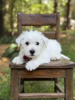 Ringo, a male Scottish Terrier and West Highland White Terrier for sale in Paducah, KY – 1 of 7