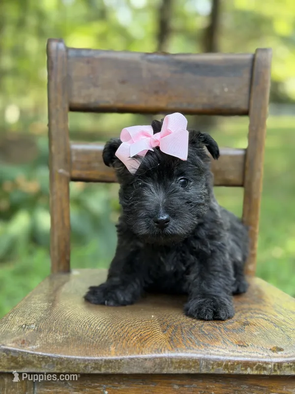 Pink – Scottish Terrier, West Highland White Terrier puppy for sale in Paducah, KY