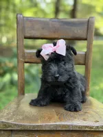 Pink, a female Scottish Terrier and West Highland White Terrier for sale in Paducah, KY – 1 of 10