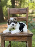 Maddox, a male Yorkshire Terrier and Biewer for sale in Paducah, KY – 6 of 8
