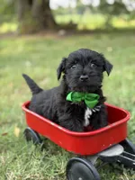 Green, a male Scottish Terrier and West Highland White Terrier for sale in Paducah, KY – 3 of 7