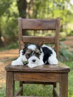 Maddox, a male Yorkshire Terrier and Biewer for sale in Paducah, KY – 5 of 8