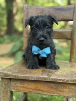 Blue, a male Scottish Terrier and West Highland White Terrier for sale in Paducah, KY – 6 of 7