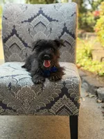 Riley, a male Scottish Terrier and West Highland White Terrier for sale in Paducah, KY – 3 of 10