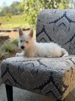 Ringo, a male Scottish Terrier and West Highland White Terrier for sale in Paducah, KY – 5 of 5