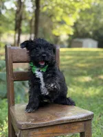 Riley, a male Scottish Terrier and West Highland White Terrier for sale in Paducah, KY – 2 of 8