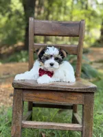 Mason, a male Yorkshire Terrier and Biewer for sale in Paducah, KY – 9 of 10