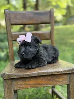 Pink, a female Scottish Terrier and West Highland White Terrier for sale in Paducah, KY – 5 of 10