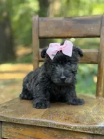 Pink, a female Scottish Terrier and West Highland White Terrier for sale in Paducah, KY – 4 of 10