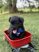 Blue , a male Scottish Terrier and West Highland White Terrier for sale in Paducah, KY – 2 of 7