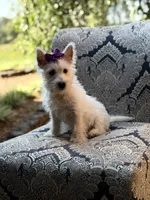 Regina , a female Scottish Terrier and West Highland White Terrier for sale in Paducah, KY – 2 of 10