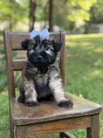 AKC Sylvia , a female Soft Coated Wheaten Terrier for sale in Paducah, KY – 4 of 10
