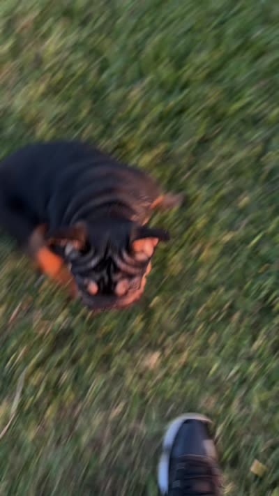 Bandit, a male French Bulldog for sale in Temple, TX – 1 of 1