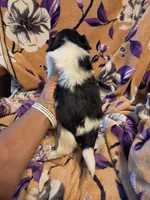 Sam , a male Shih Tzu for sale in Diamond, MO – 9 of 10