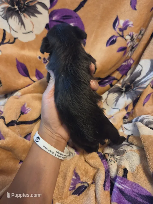 Cleo  – Chihuahua, Shih Tzu puppy for sale in Diamond, MO