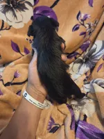 Cleo , a female Chihuahua and Shih Tzu for sale in Diamond, MO – 1 of 10