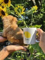 Sugar, a female Shih Tzu for sale in Diamond, MO – 6 of 9