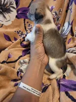 Maggie , a female Chihuahua and Shih Tzu for sale in Diamond, MO – 10 of 10