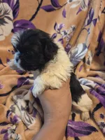 Mateo, a male Shih Tzu for sale in Diamond, MO – 7 of 10