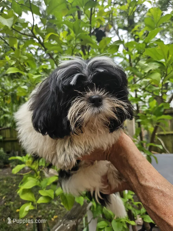 Roswell .. – Shih Tzu puppy for sale in Diamond, MO