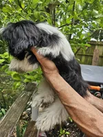 Mark, a male Shih Tzu for sale in Diamond, MO – 5 of 8