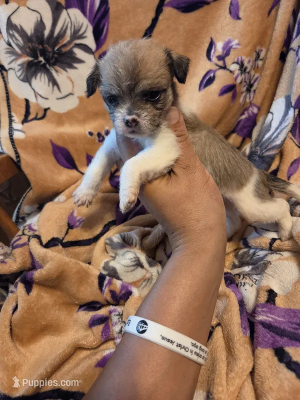 Maggie  – Chihuahua, Shih Tzu puppy for sale in Diamond, MO