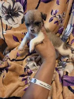 Maggie , a female Chihuahua and Shih Tzu for sale in Diamond, MO – 1 of 10