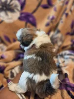 Milo, a male Shih Tzu for sale in Diamond, MO – 5 of 10