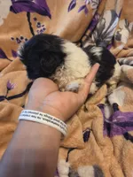 Mateo, a male Shih Tzu for sale in Diamond, MO – 4 of 10